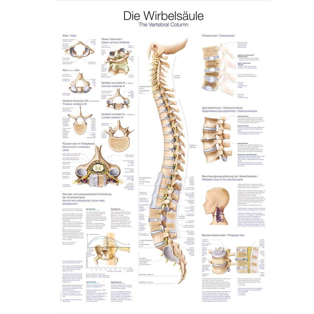 Erler Zimmer Die Wirbelsäule anatomische Lehrtafel, 70x100cm