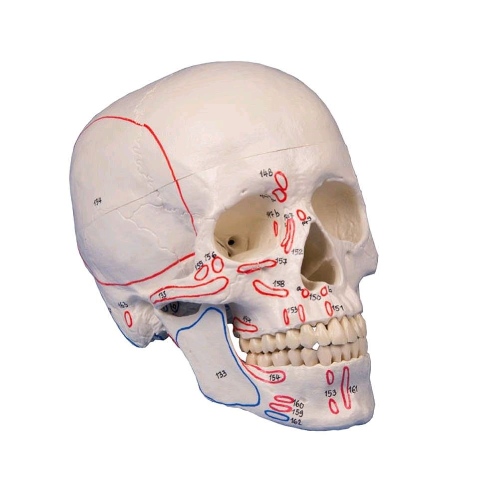 Erler Zimmer Schädelmodell, 3-teilig anatomisch mit Muskelmarkierungen