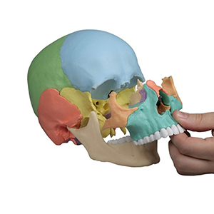 Schädelmodell zum Anfassen