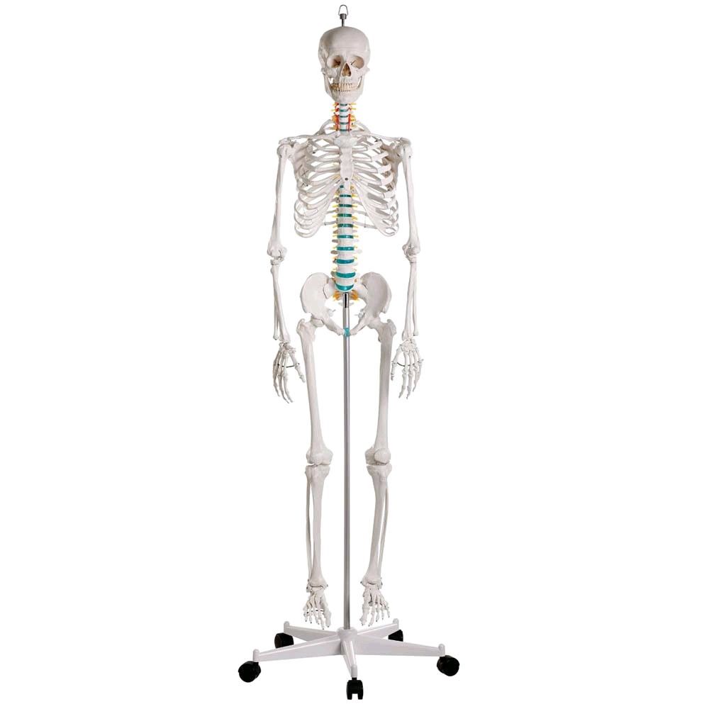 Anatomische Skelette online kaufen