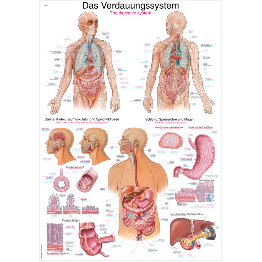 Erler Zimmer anatom. Lehrtafel - "Das Verdauungssystem", 50x70cm