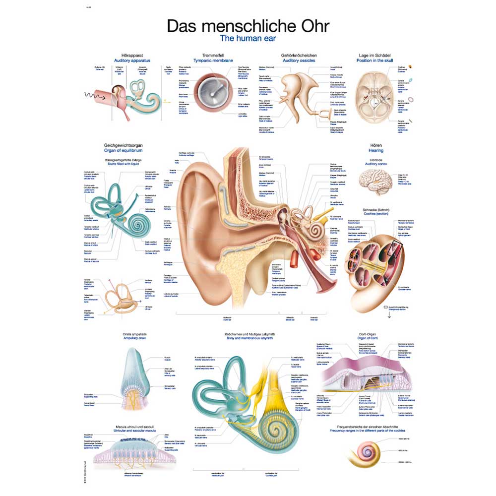 Erler Zimmer anatom. Lehrtafel - "Das menschliche Ohr", 70x100cm