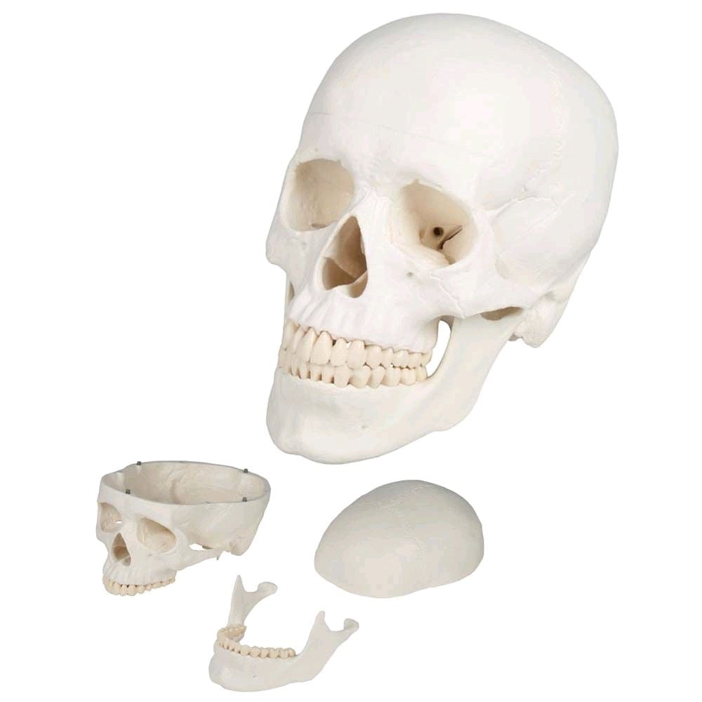 Erler Zimmer Schädelmodell, 3-teilig, anatomisch, Skelet, lebensgross