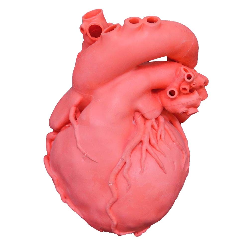Erler Zimmer Modell - Herz Dicom komplex, rot