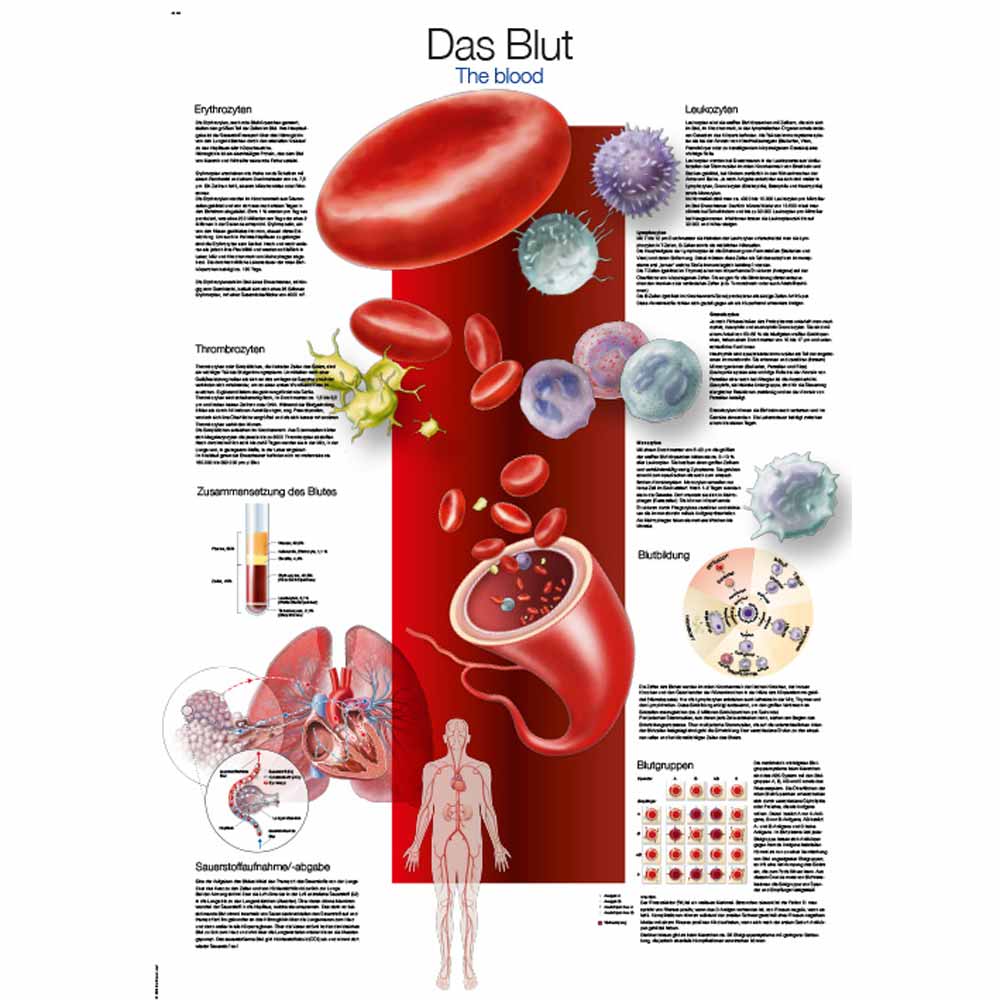 Erler Zimmer anatomische Lehrtafel - "Das Blut", 2 Größen