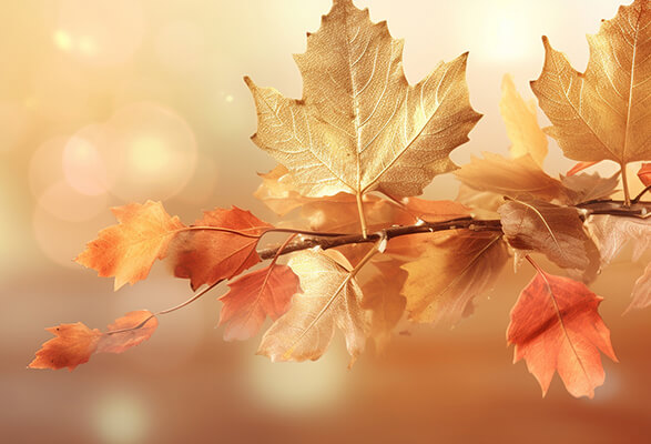 gemütlicher Herbst mit MEdicalcorner24 gemütlicher Herbst mit Medicalcorner24