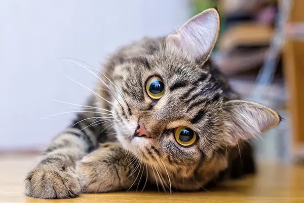 Eine Katze liegt auf dem Boden und schaut in die Kamera