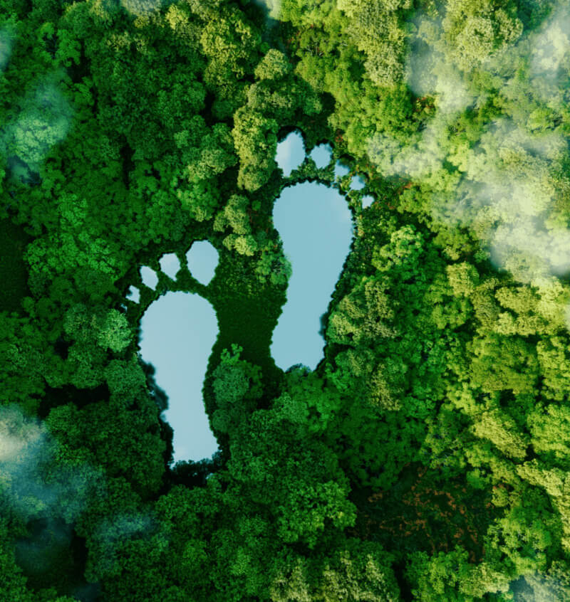Ein Fußabdruck im Wald repräsentiert die Nachhaltigkeit der mikrozid® universal green line wipes