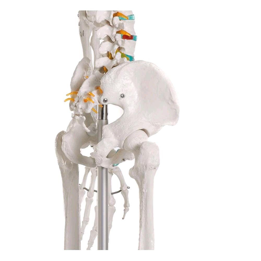 Ganzkörper Skelett männlich, anatomisch beweglich abnehmbare Gliedmaße