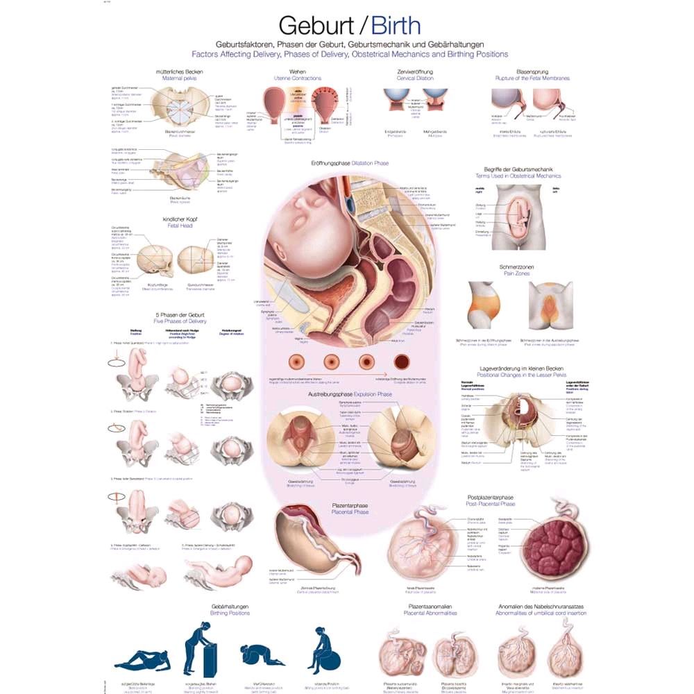 Erler Zimmer Lehrtafel Geburt, 50x70cm, Kunstdruckpapier