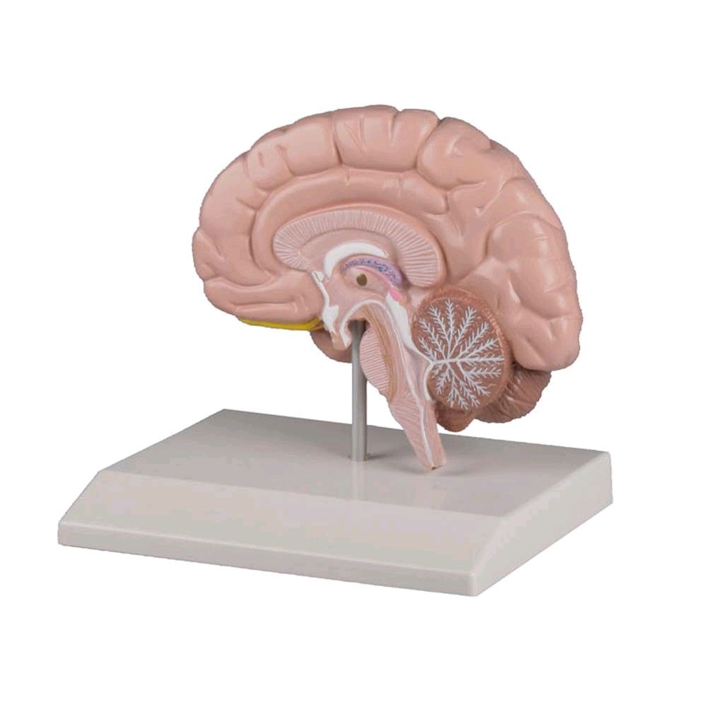 Gehirnhälfte, Anatomie Modell von Erler Zimmer, Lehrkarte, lebensgroß