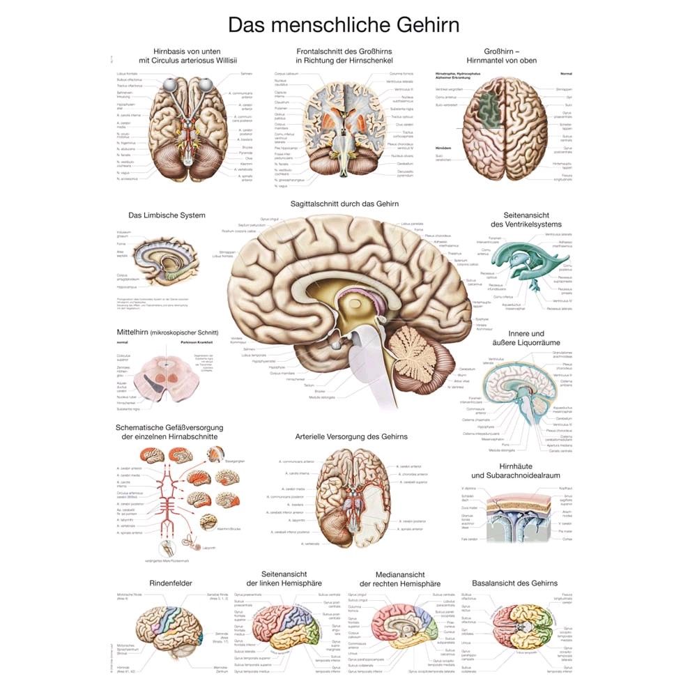 Erler Zimmer Das menschliche Gehirn anatomisches Poster, Größenwahl