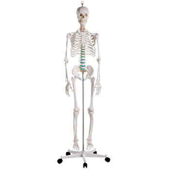 Erler Zimmer Anatomie Skelett mit abnehmbaren Gliedmaßen
