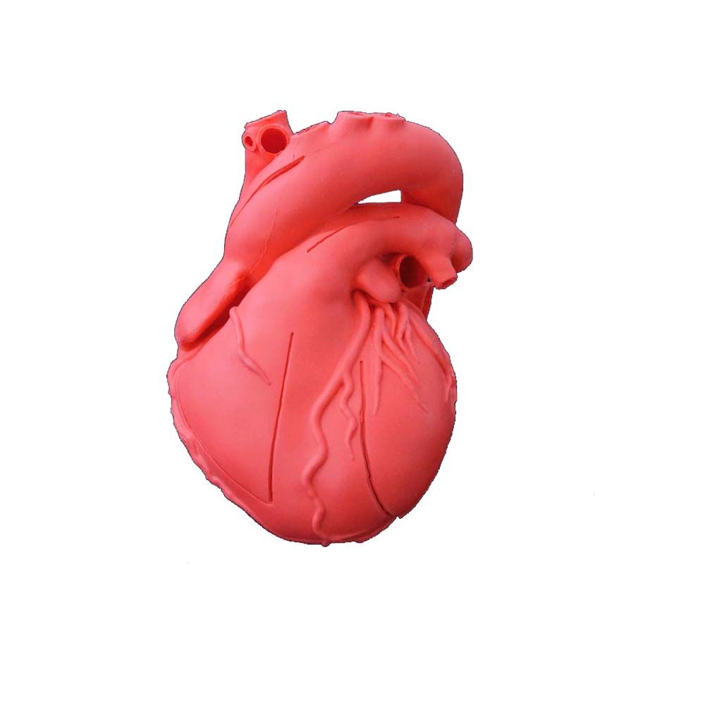 Erler Zimmer Modell - Herz flexibel, didaktisch, rot