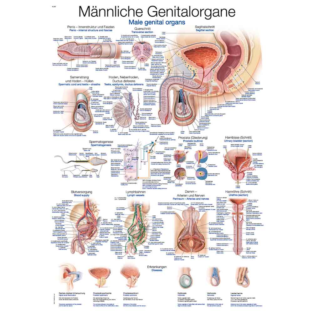 Erler Zimmer anatom. Lehrtafel - "Männliche Genitalorgane", 50x70cm