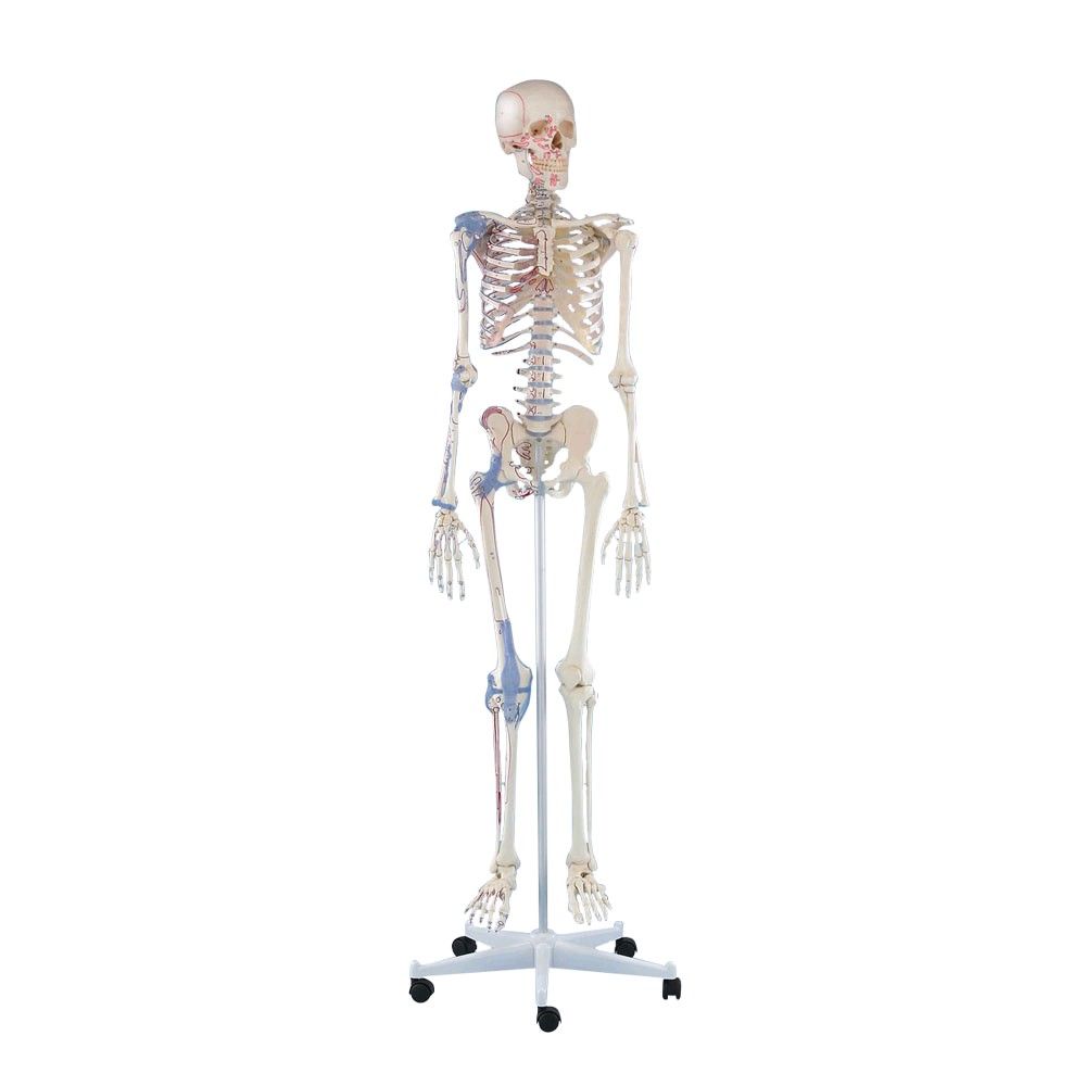 Ganzkörper Skelett 1,76cm, Bert mit Muskelmarkierungen und Bandapparat
