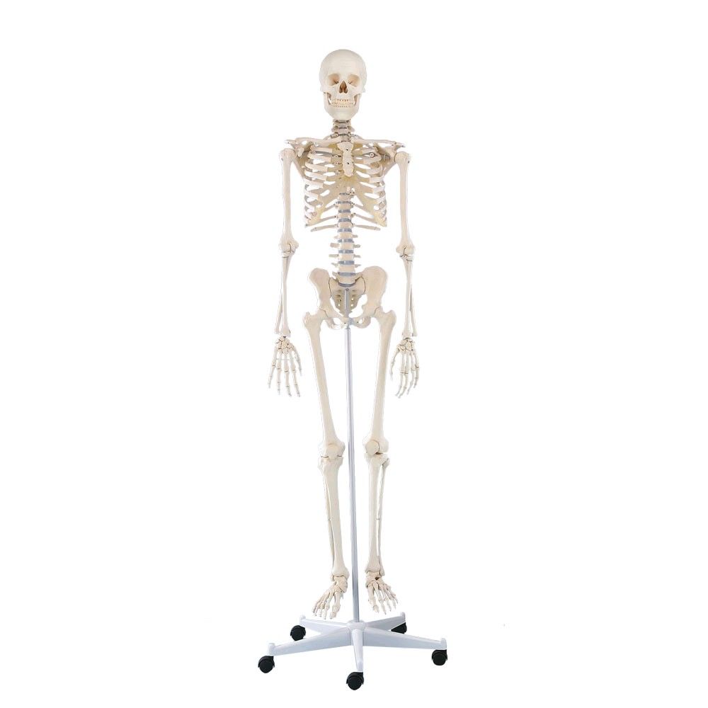 Erler Zimmer Ganzkörper Skelett anatomisch 1,76cm, Skelett Willi