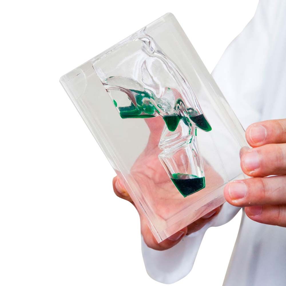 Erler Zimmer Laryngopharynx-Modell, transparent