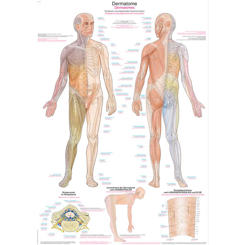 Erler Zimmer anatomische Lehrtafel - "Dermatome", 50x70cm