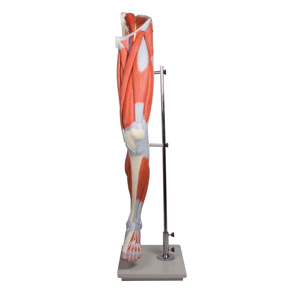 Beinmuskulatur-Modell von Erler Zimmer, zerlegbar, lebensgroß, Stativ
