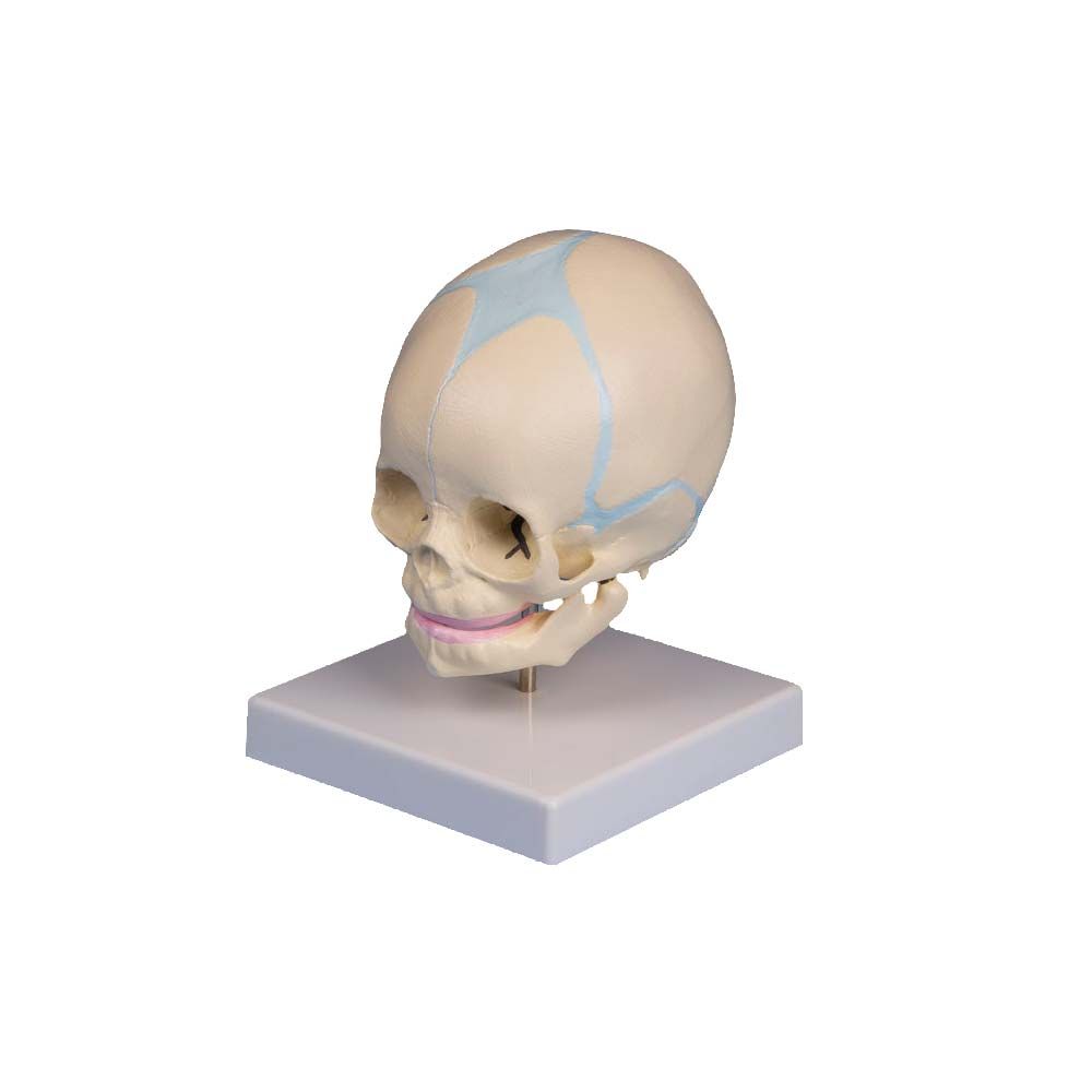 Anatomisches Modell Des Menschlichen Schädels Realistische Nachbildung Der 