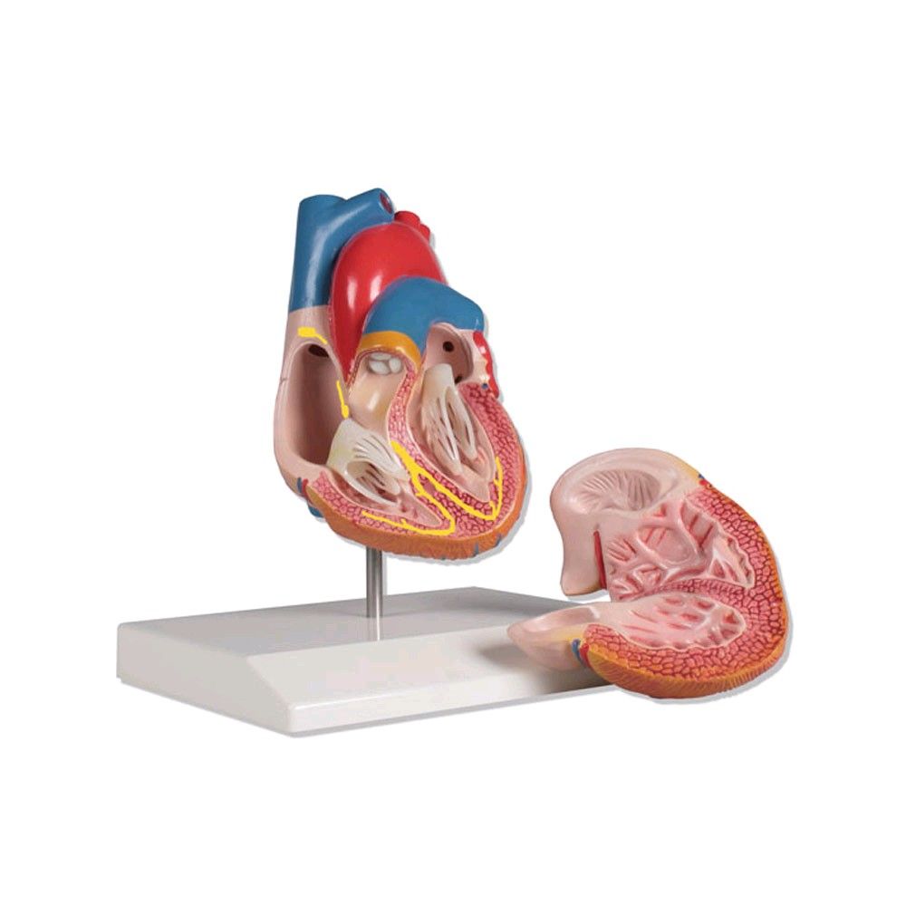Erler Zimmer Herzmodell mit Reizleitungssystem, lebensgroß, 2-teilig