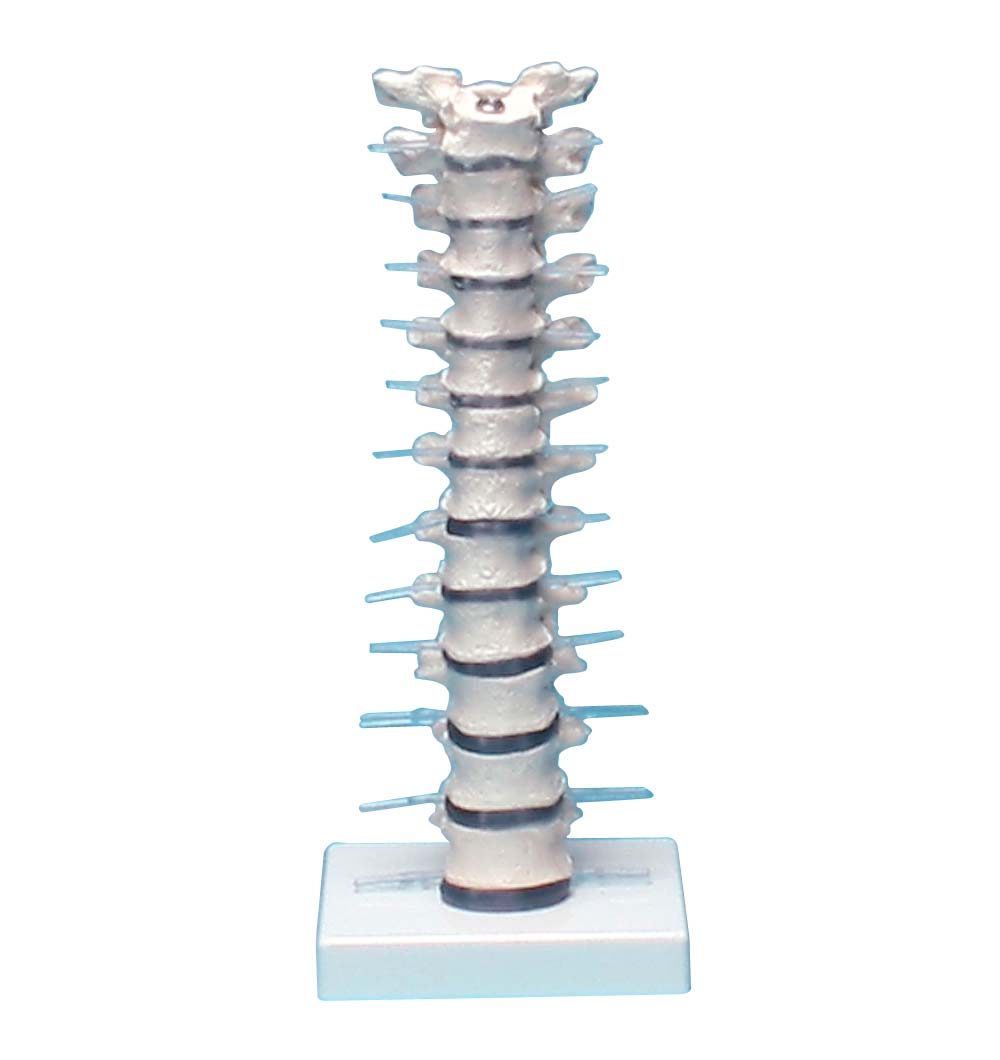 Erler Zimmer Brustwirbelsäule mit Stativ, flexibel montiert