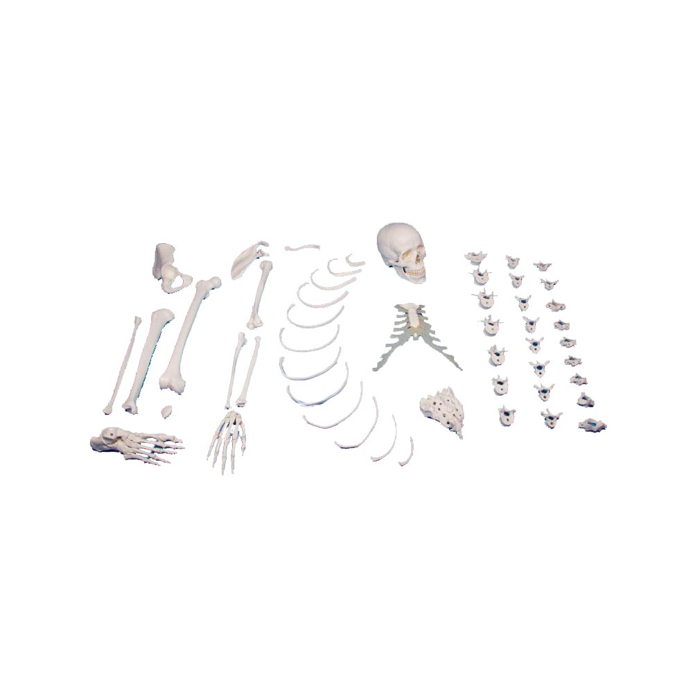Erler Zimmer rechtsseitiges unmontiertes Halb-Skelett, männlich