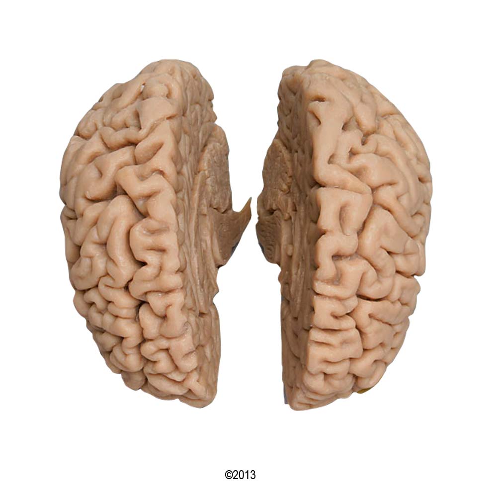 Erler Zimmer Modell - menschliches Gehirn, Naturabguss, männlich
