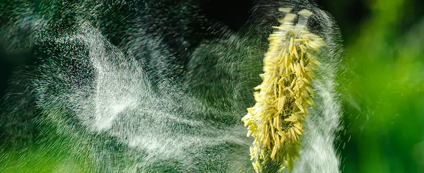 Manche Blüten schütten mehrere Millionen mikroskopisch kleiner Pollen aus Als feiner Blütenstaub schweben Pollen in der Luft und lösen Allergien aus