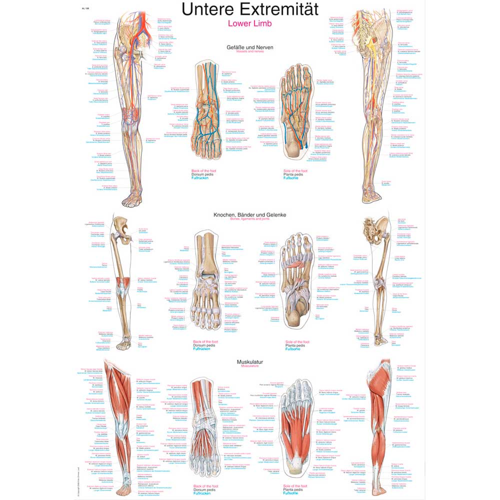 Erler Zimmer anatomische Lehrtafel - "Untere Extremität", 50x70cm