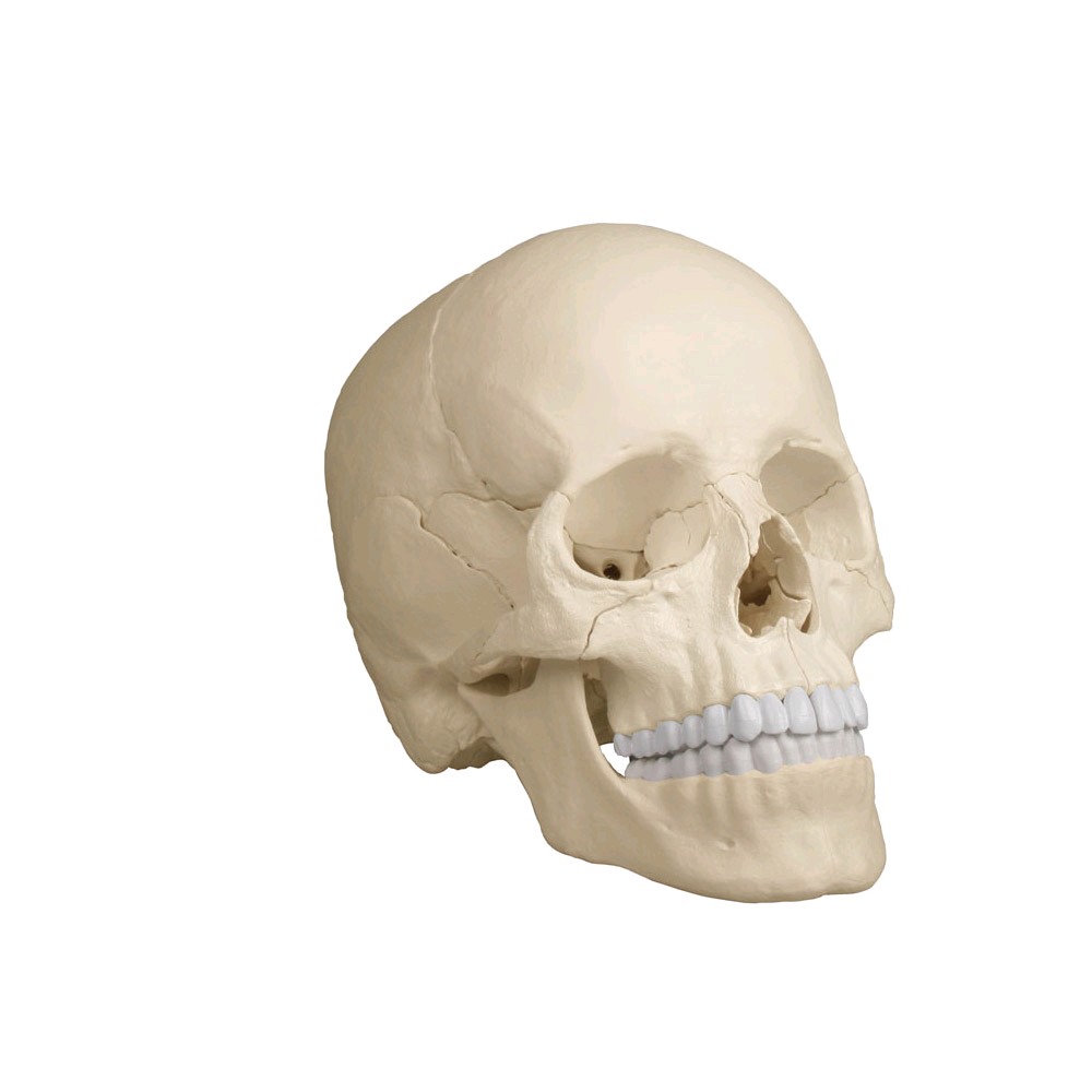 Erler Zimmer Anatomnisches Modell Erler Zimmer Anatomnisches Modell