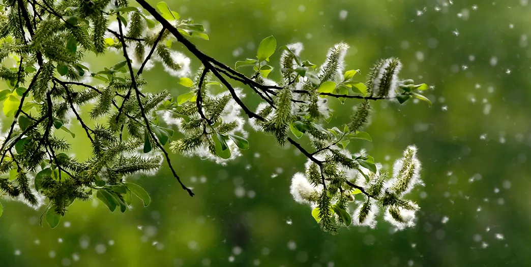 Blütenpollen verschiedener Pflanzen gehören zu den häufigsten Allergieauslösern Da nicht alle Pflanzen zugleich blühen, können Pollenallergien von Frühjahr bis Herbst auftreten