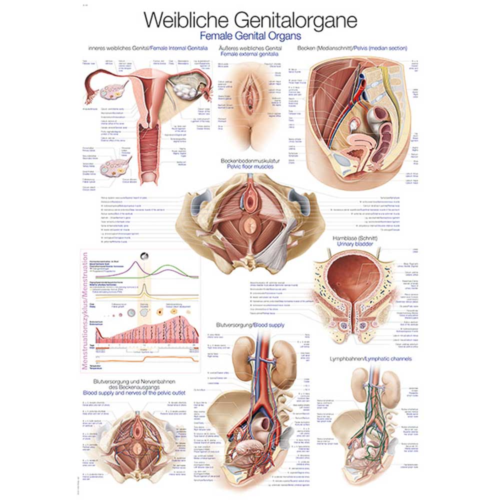 Erler Zimmer anatomische Lehrtafel - "Weibliches Genital", 50x70cm