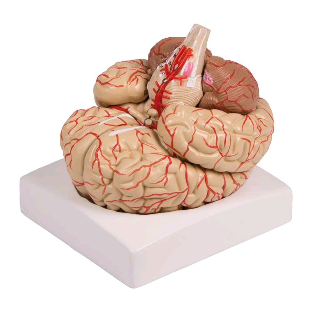 Gehirn-Modell mit Arterien von Erler Zimmer, 9-teilig, lebensgroß