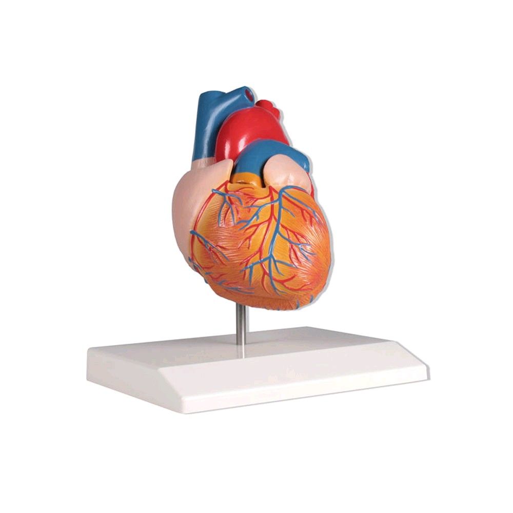 Erler Zimmer Herzmodell, lebensgroß 2 Teile, detailiert bemalt, Stativ