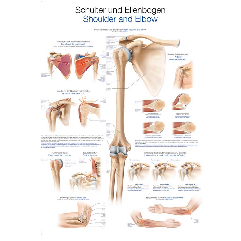 Erler Zimmer anat. Lehrtafel - "Schulter und Ellenbogen", 50x70cm