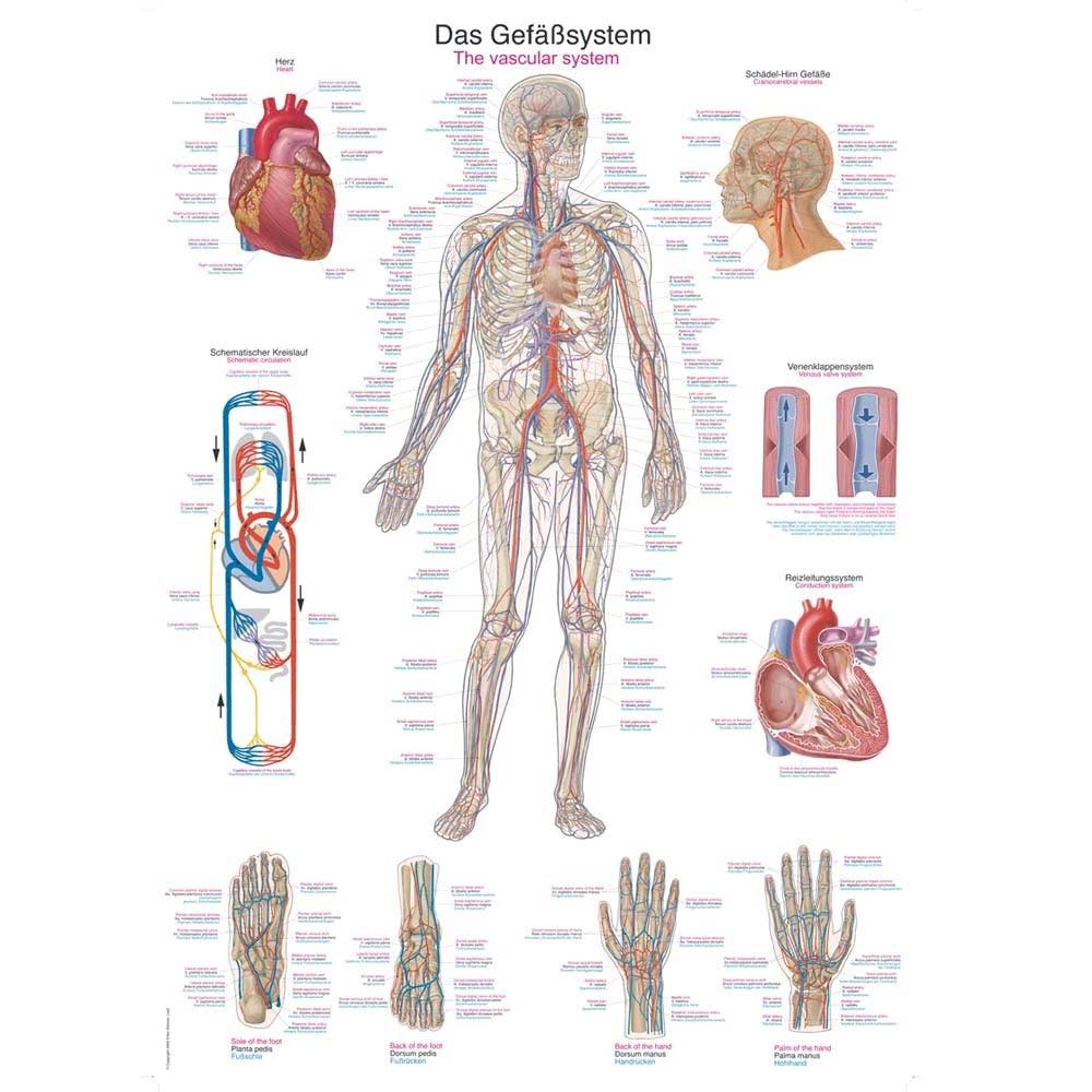 Erler Zimmer anatomische Lehrtafel „Das Gefäßsystem“, 50 x 70 cm