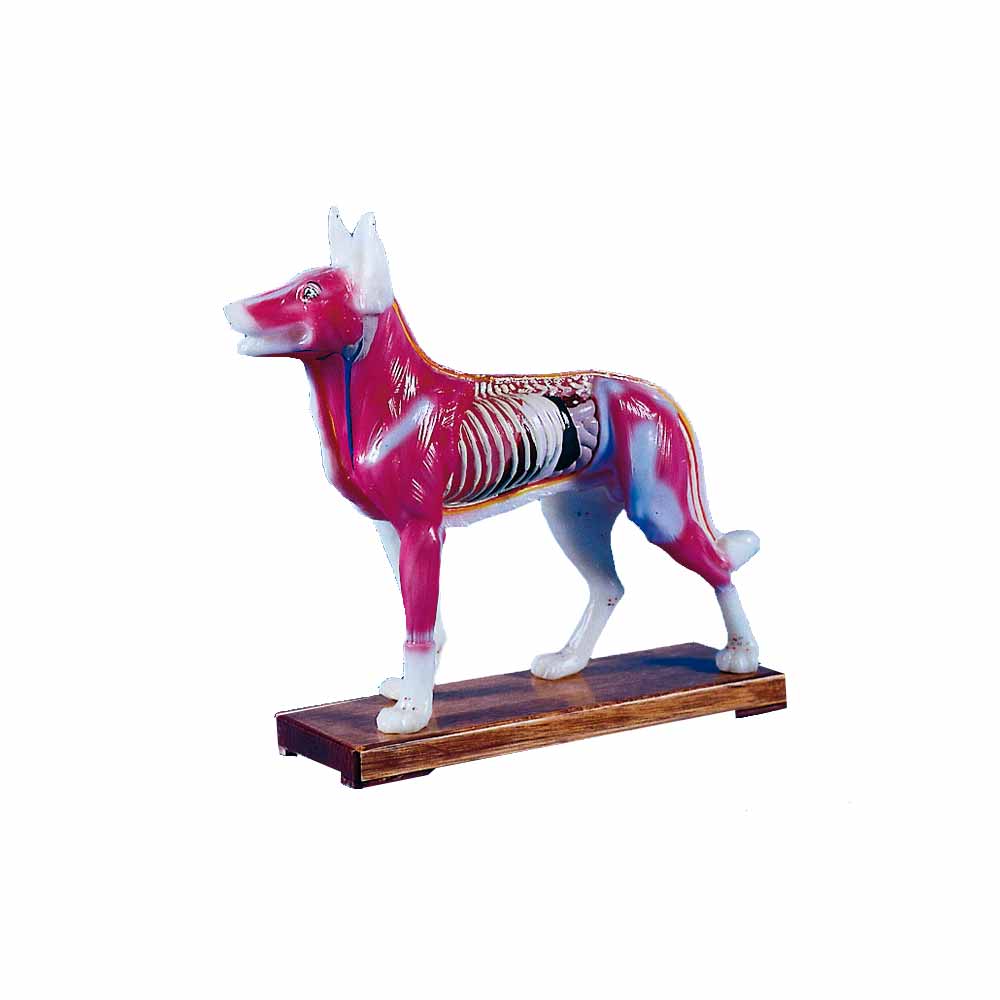 Erler Zimmer chin. Akupunkturtier m. Muskeln, Hund, 30cm