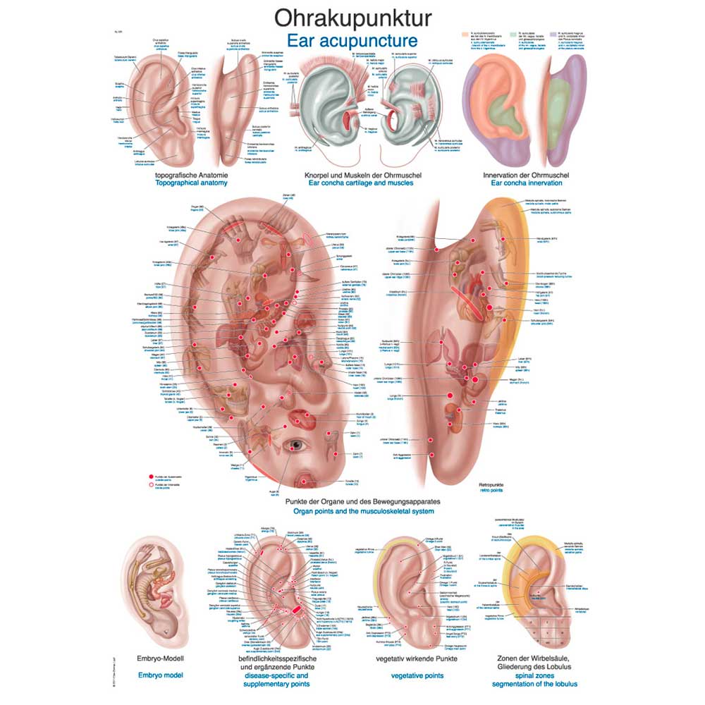 Erler Zimmer anatomische Lehrtafel - "Ohrakupunktur", 50x70cm