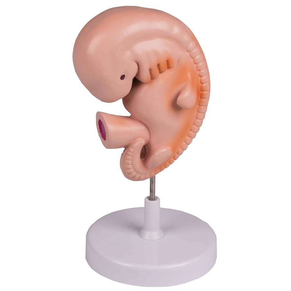 Erler Zimmer Modell - Menschlicher Embryo, 4 Wochen alt