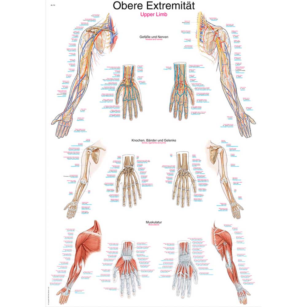 Erler Zimmer anatomische Lehrtafel - "Obere Extremität", 70x100cm