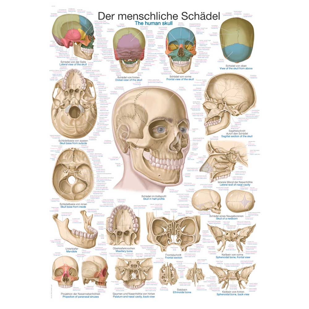 Erler Zimmer anatomische Lehrtafel - "Der Schädel", 70x100cm