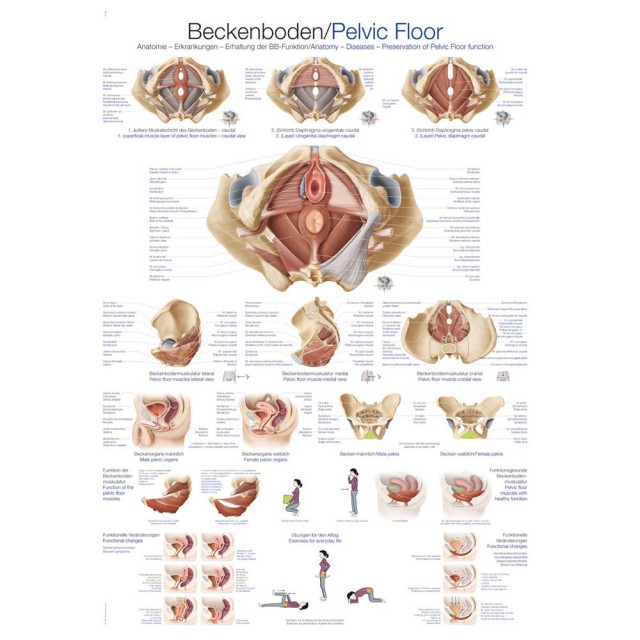 Beckenboden Modell Beckenboden Modell