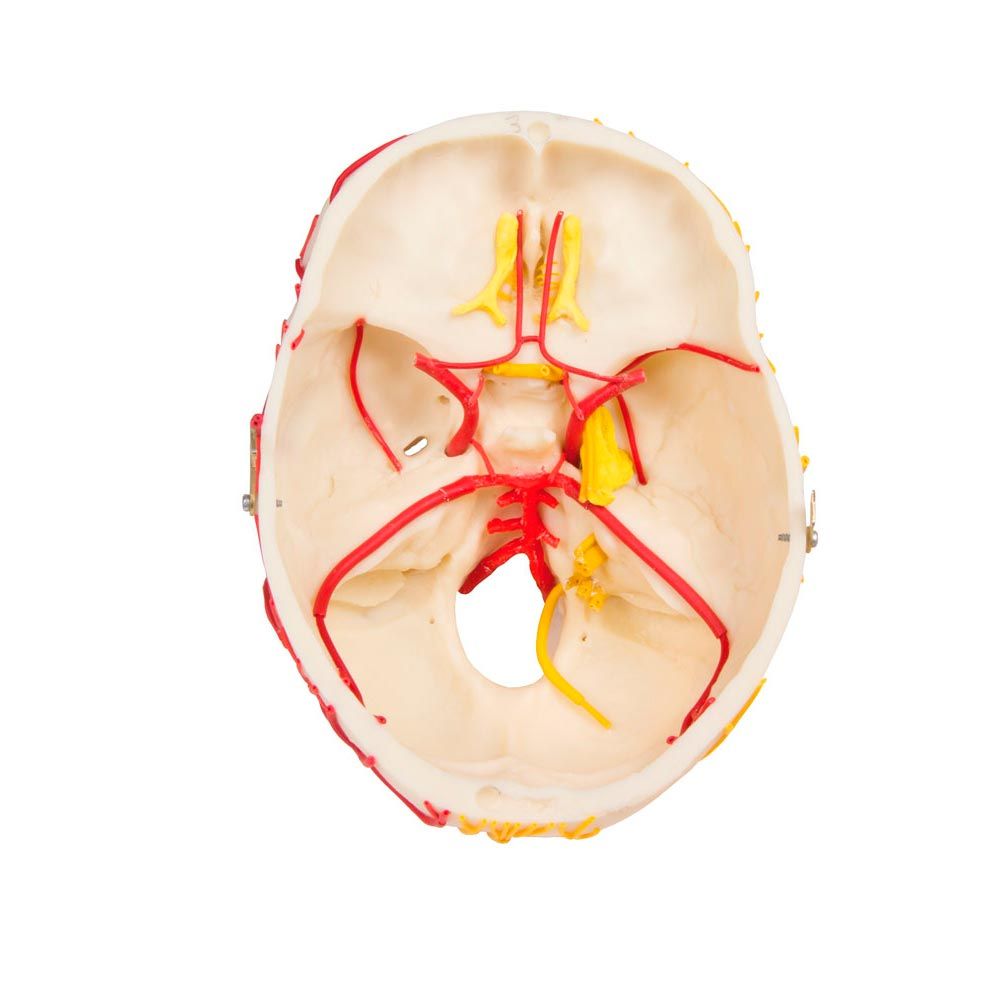 Erler Zimmer Modell, neurovaskulärer Schädel mit Gehirn