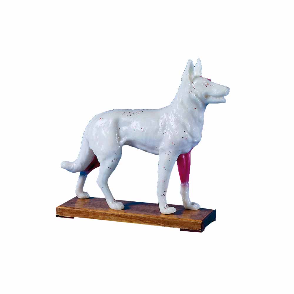 Erler Zimmer chin. Akupunkturtier m. Muskeln, Hund, 30cm