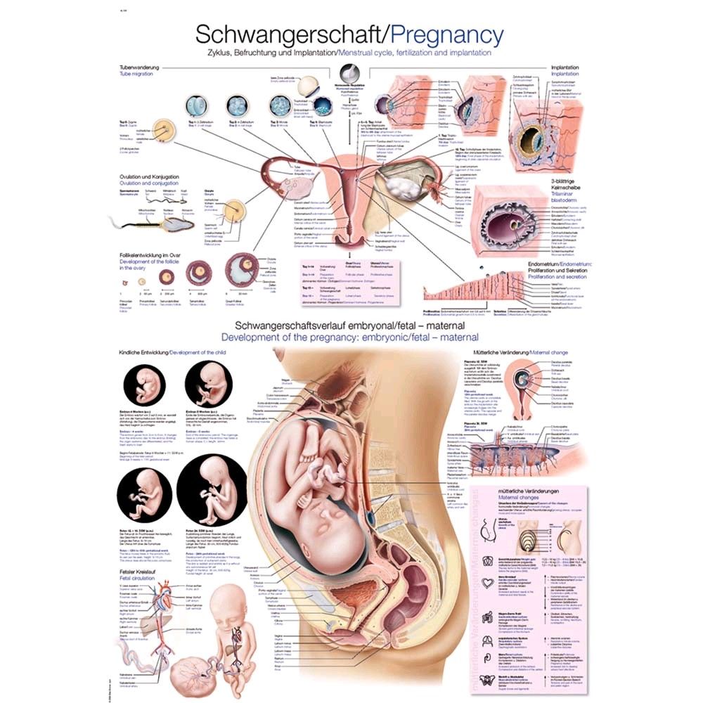 Erler Zimmer „Schwangerschaft“ anatomisches Poster, 50x70cm