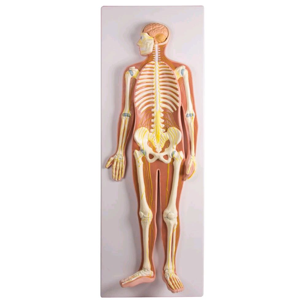 Erler Zimmer, Nervensystem Modell, 1/2 Größe, offener Kopf, Skelett