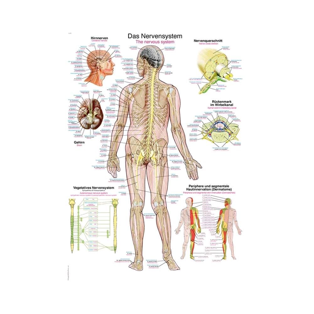 Erler Zimmer anatomische Lehrtafel „Das Nervensystem“, 50 x 70 cm